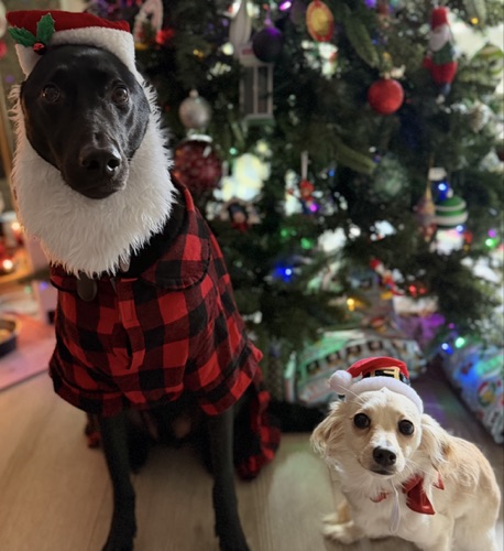 Staci | Pet & Lifestyle UGC