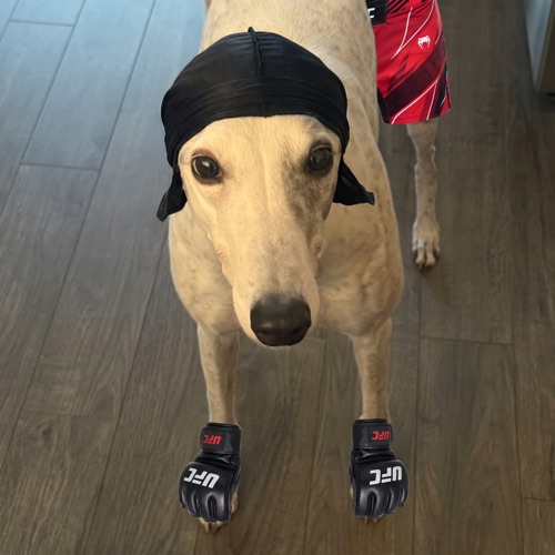 Candy The Greyhound
