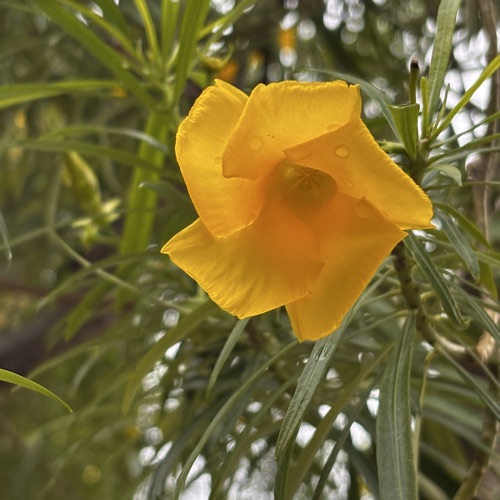 Shiva Singh