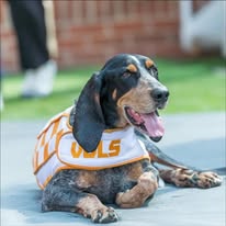 Rocky Top