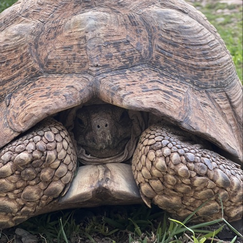 Freebo plemon