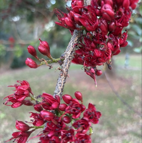 Victoria RwothAkica