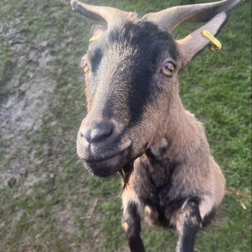 Ožbej Tomažič