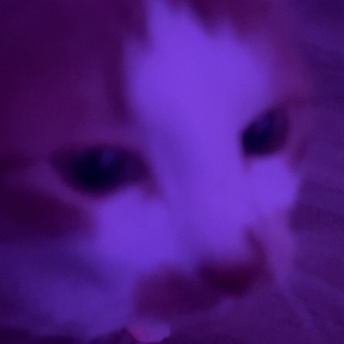 Jude