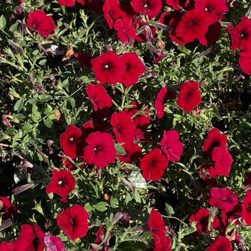 Rose Lafreniere