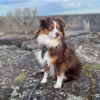 Hallie