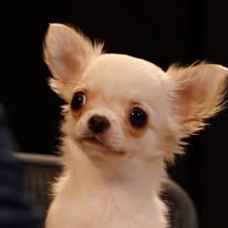 Chewy