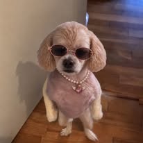Maximusdoong