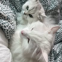 이병현