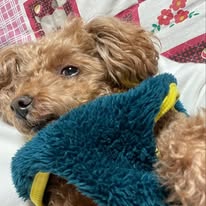 いたばし ひろき
