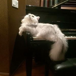 Amore Saya
