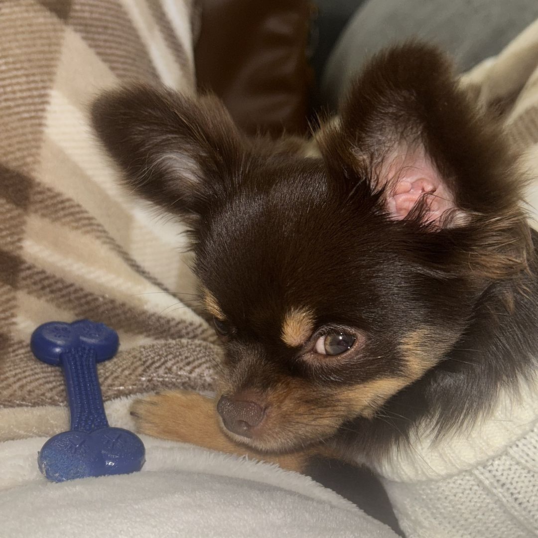 Joca ochihuahua