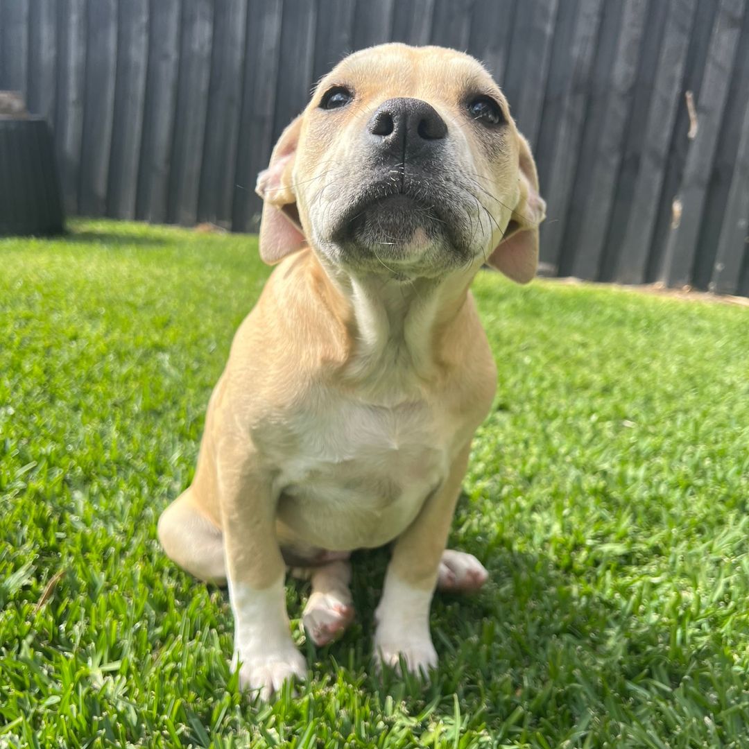 Kobi