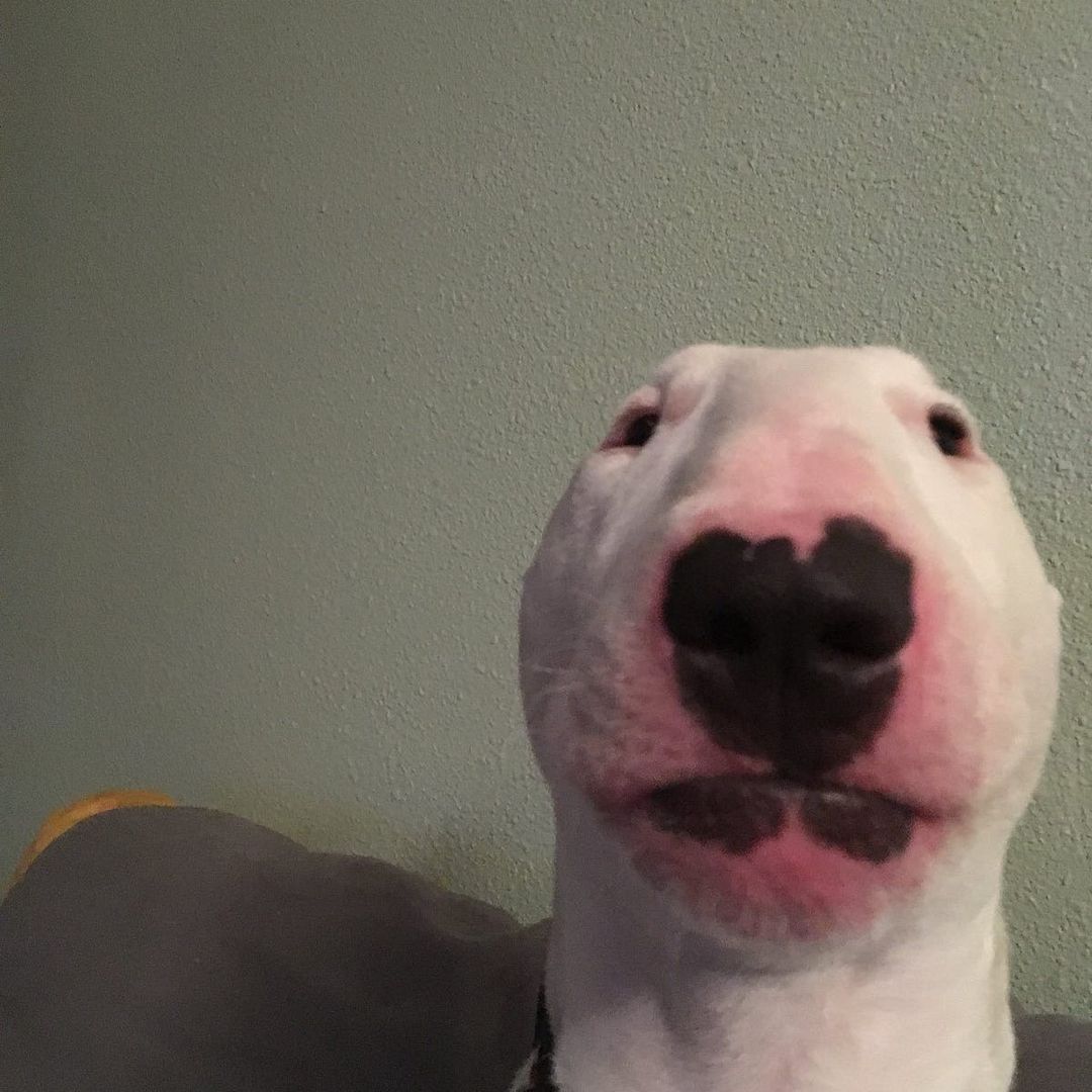 Dylan