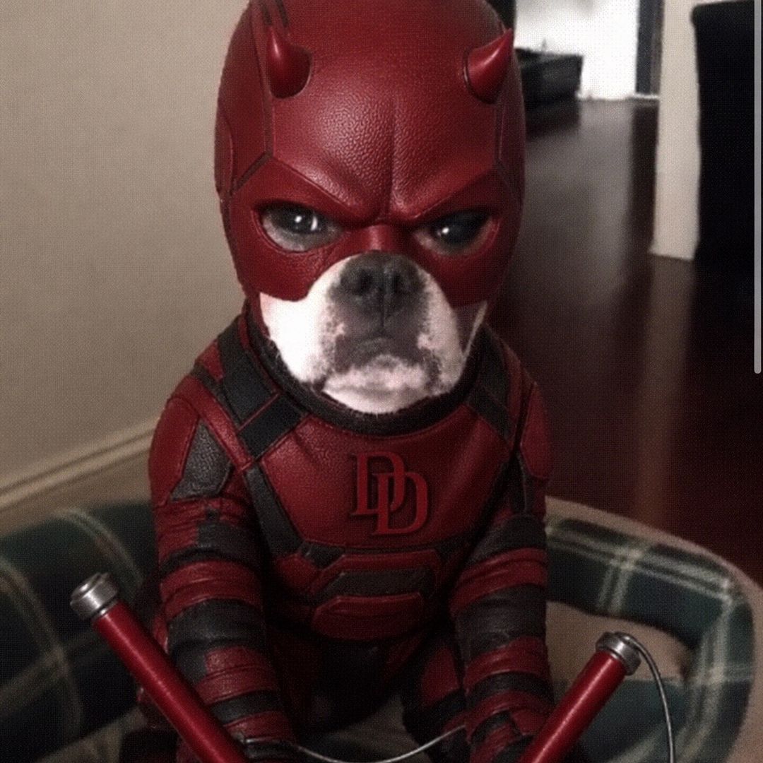 Dog devil