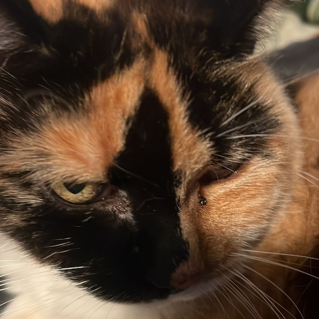 Silly Goober