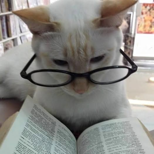 Meowthunder 