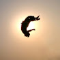 Aman Flipper