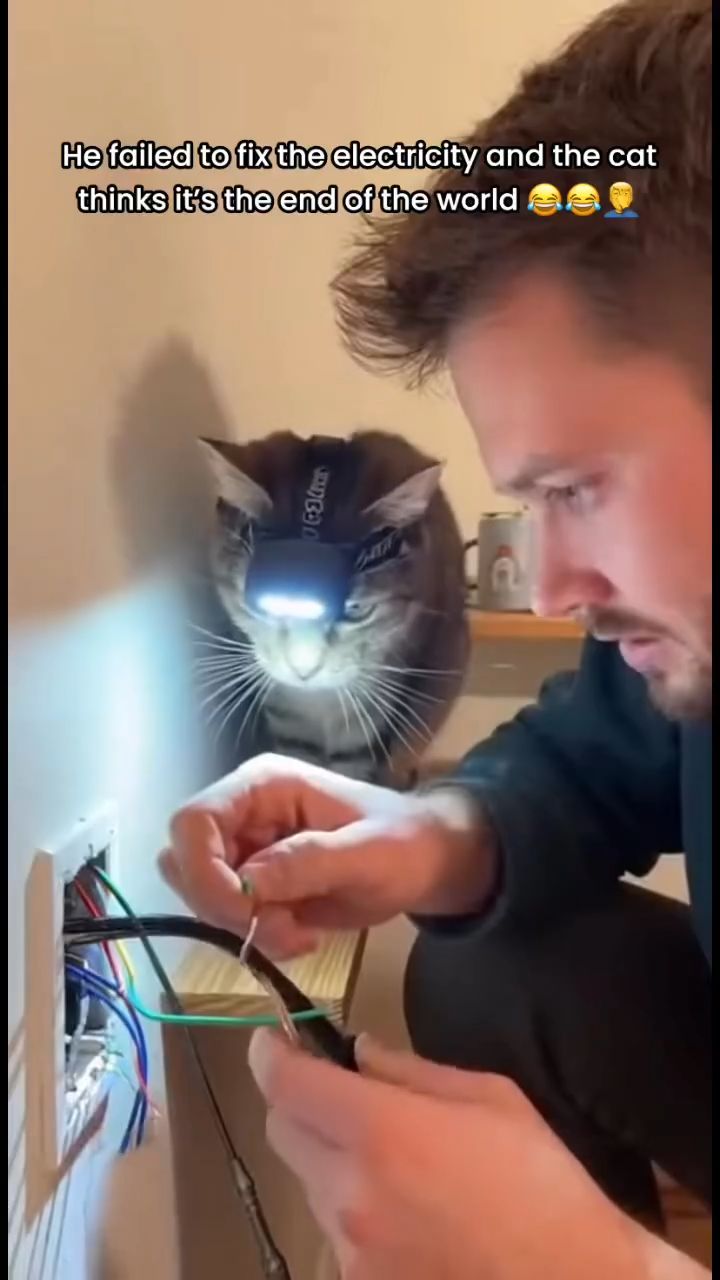 funny cat reaction