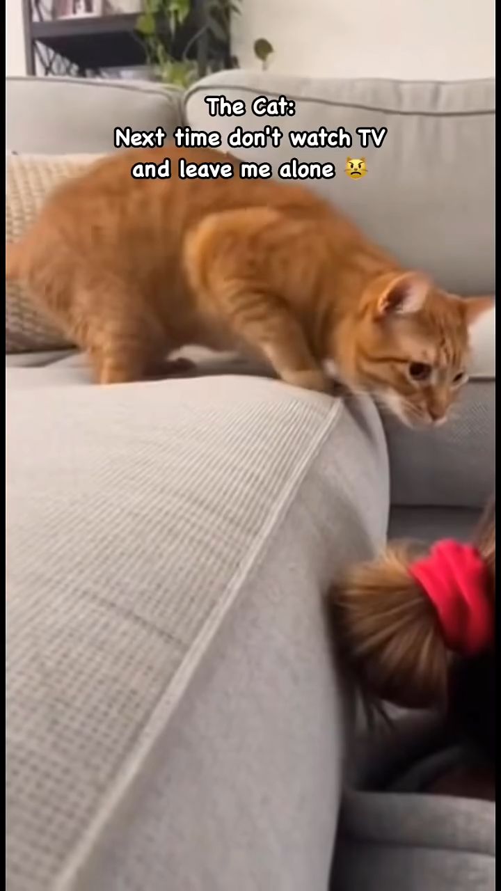 funny cat attack