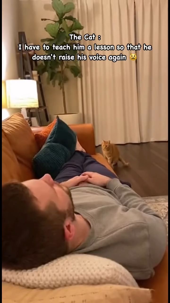 funny cat attack