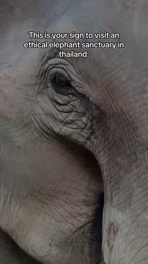 Elephant Hotel