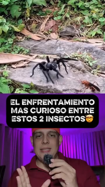 El insecto mas extraño y venenoso, pero el 99% no sabemos su nombre. #instagood #wilkincastro4 #mindoanimal #animalpl...