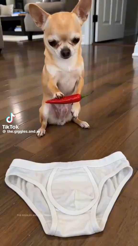 funny dogs 😆
