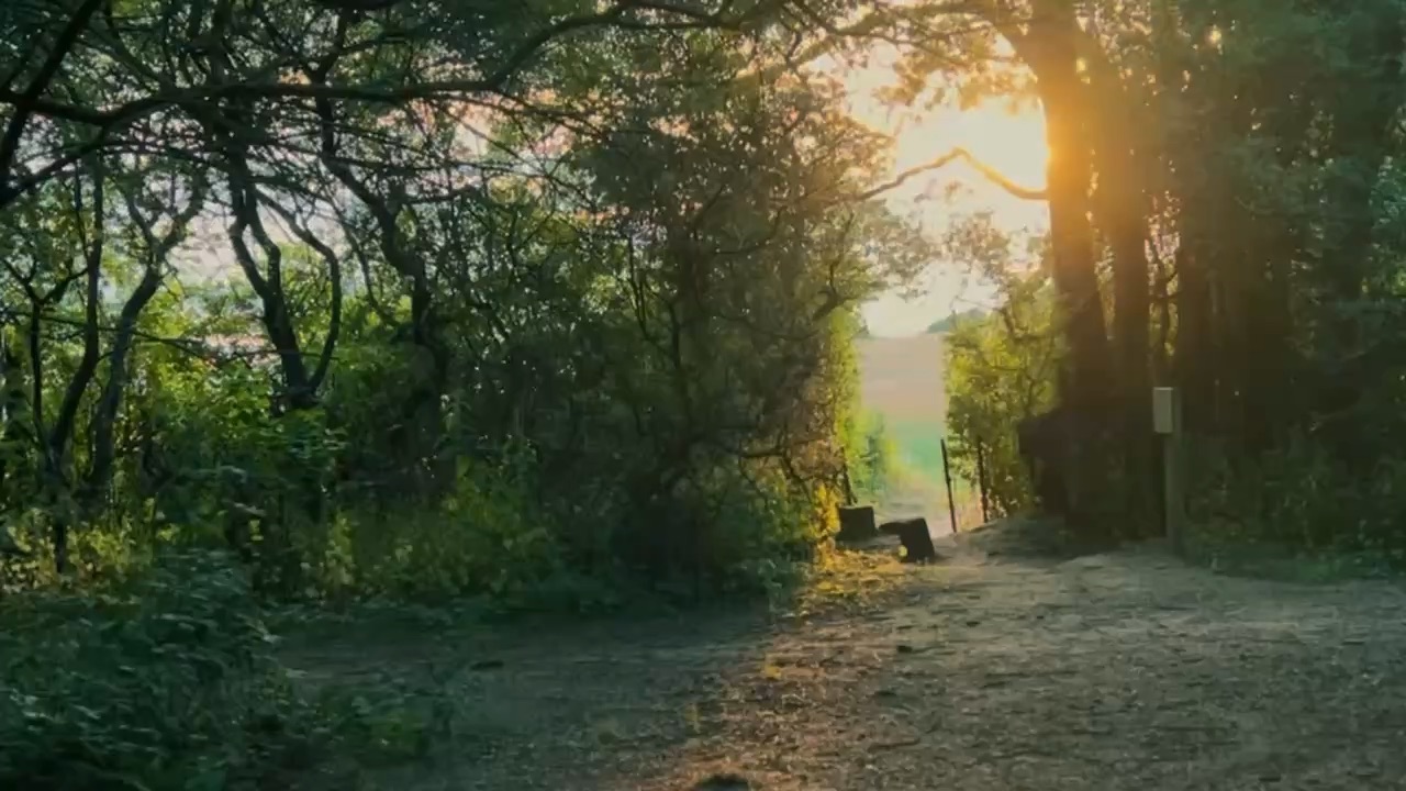 Beautiful forest