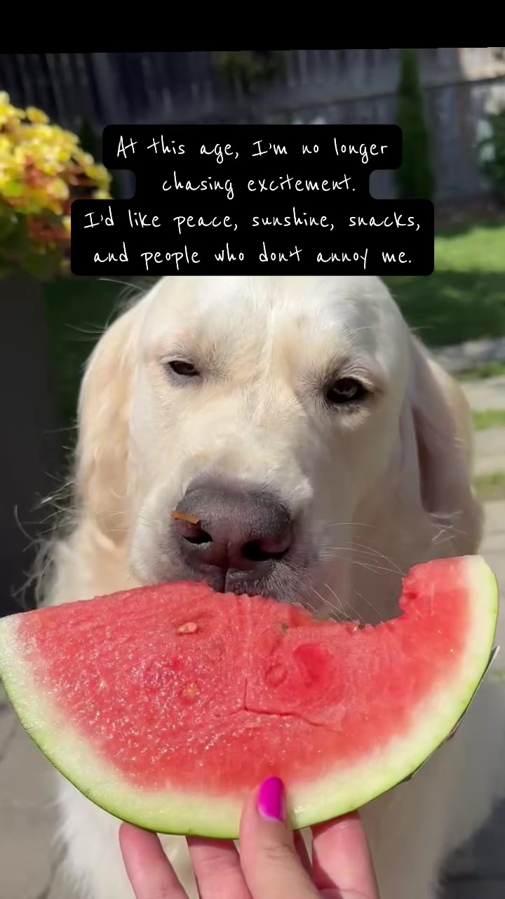 At this stage of life, peace is the goal. 😂 Sunshine, snacks, a little quiet, and fewer people testing my patience....