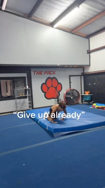 I’ll never stop. #cheer #flip #fail #fyp #viral