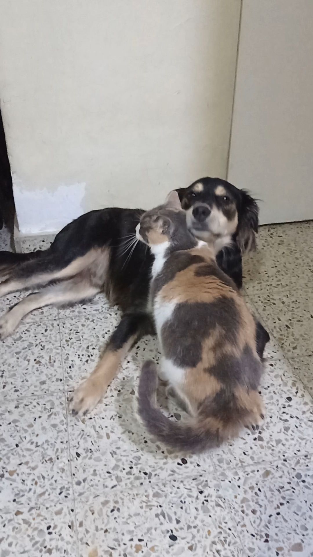 el amor de crianza
