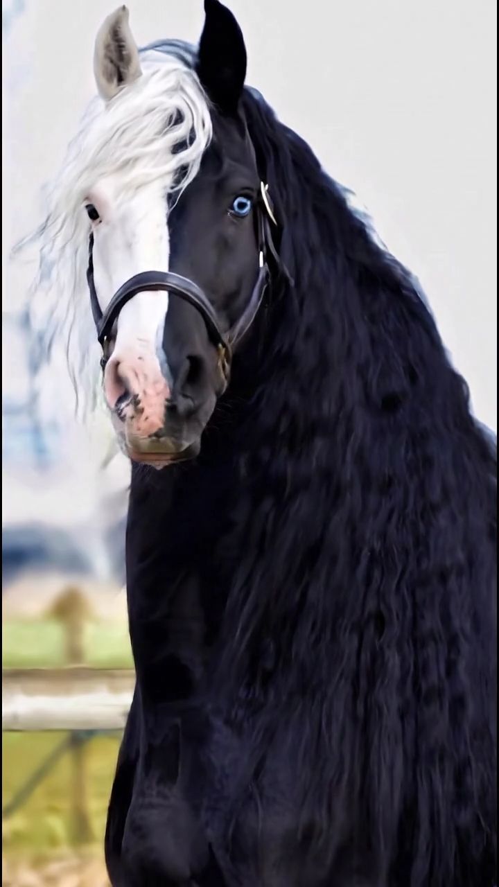 Horse Sik