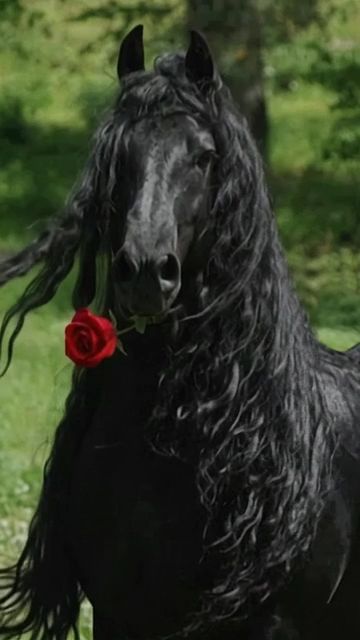 Horse Silk