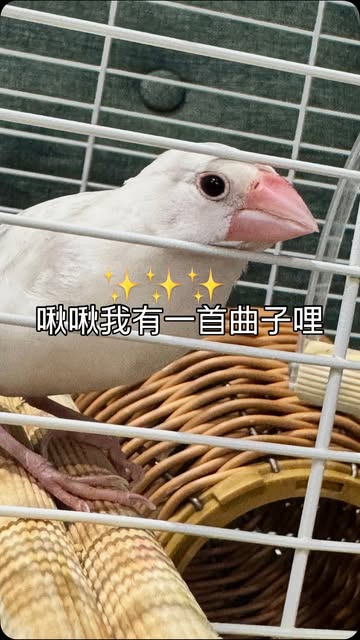 平常都搞正常的 但..這段影片是為這隻來到家裡的小文鳥寫下一首「歡迎歌」 萌萌加入我們第六周囉🐥 #短片 #動物