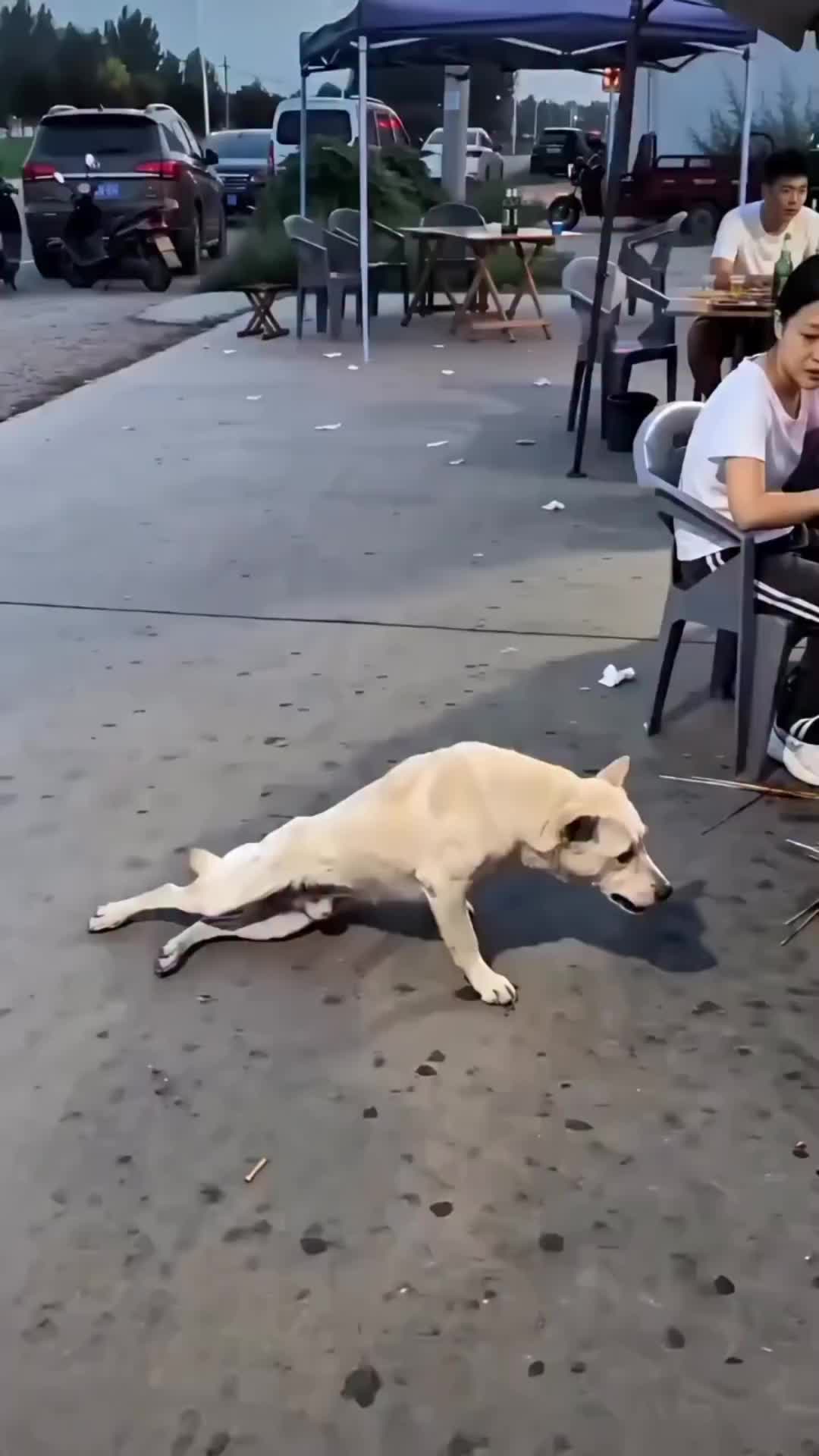 poor dog 😂😅👍 #viralvideos #dog #funnymemes #dogmemes #foryou