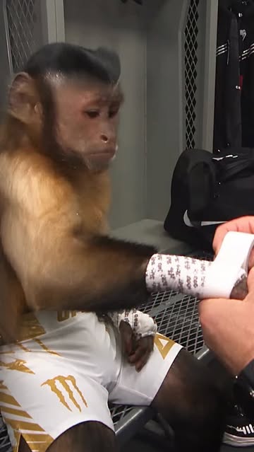 It’s going down holy **** #abunutty #ufc #boxing #fight #roos