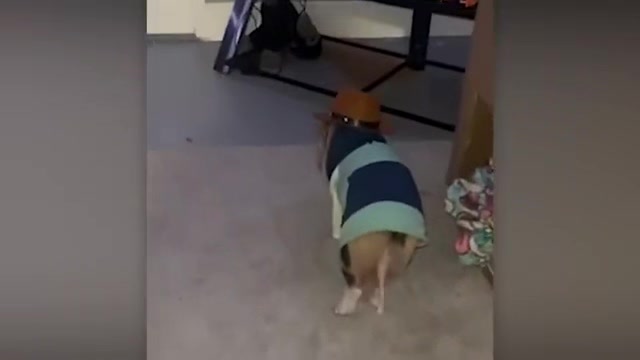 Funny pet moments #pets #funnypets #fyp