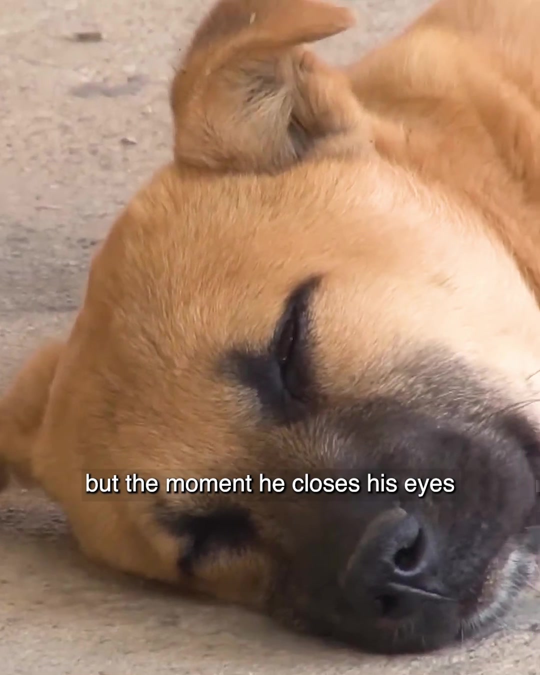 This dog wakes up from nightmares every time he sleeps. What on earth has it been through?#animals #dog