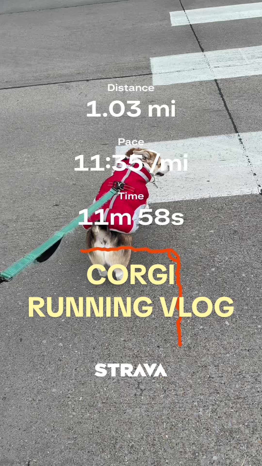 I was definitely holding him back, he was feeling himself during this #running #corgi #runningvlog #vlog