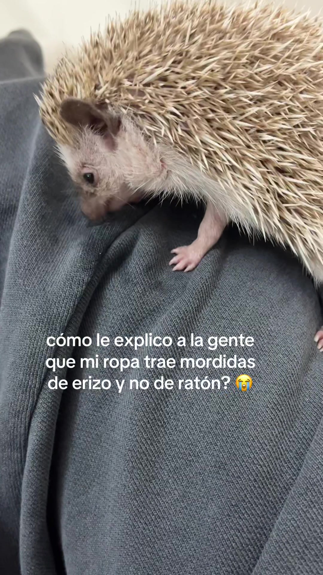 parecen mordidas de raton jajjaj 🦔 #hedgehog #mascotas #lifestyle