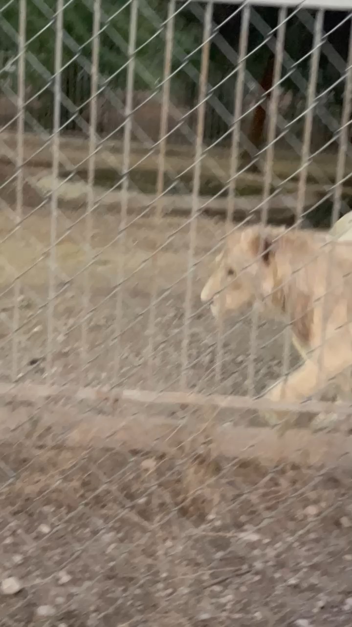Lion king