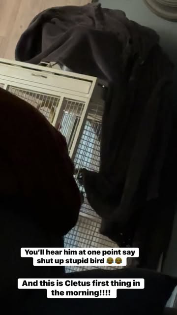 #AfricanGrayParrot This is what we hear in the morning. He even tells himself to shut up. It caused himself a stupid...