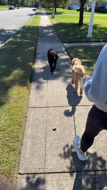 🐾 Walks just got a little easier! A good harness can make all the difference when it comes to getting out the door a...