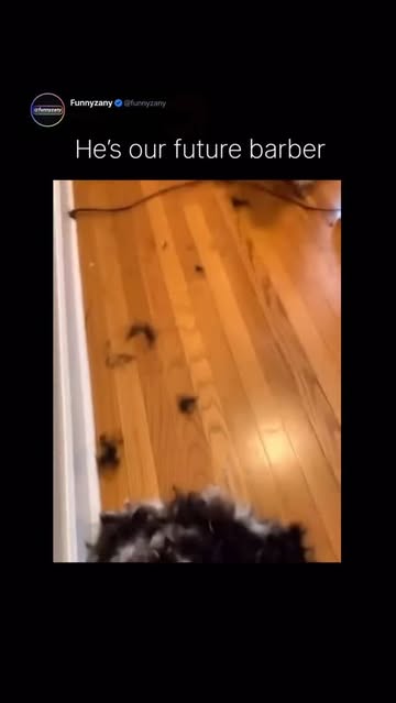 This hilarious and slightly chaotic clip captures a moment of pure, unsuspecting brotherhood between a dog 🐶 and his...