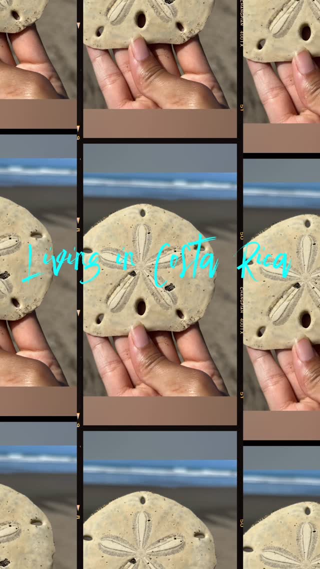 Beautiful finds at Playa Chaman in Costa Rica 🦥🌊🏖️☀️