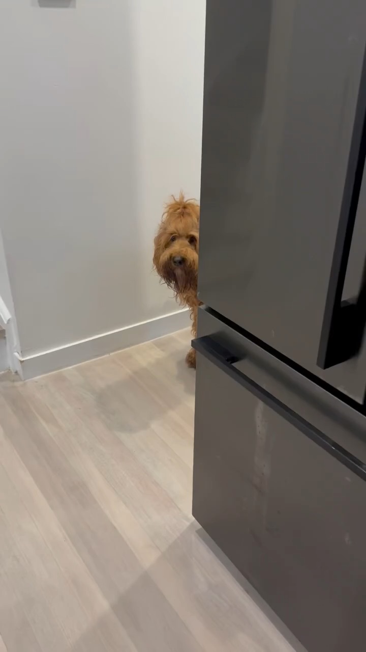 4 Legs dog food