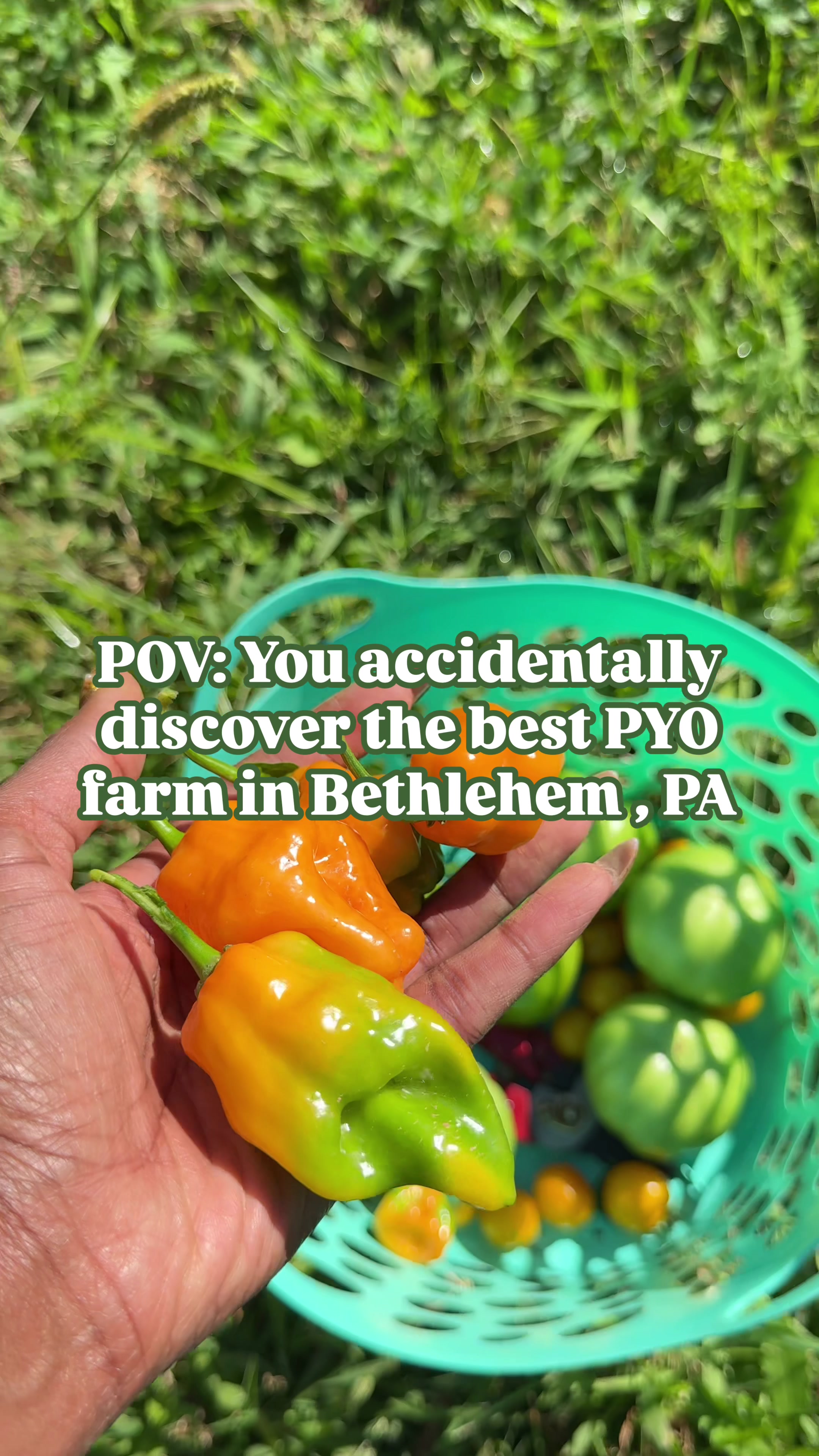 Visit Monocacy Farm Project in #bethlehempa for the BEST Pick Your Own experience. Support your local farmers. This w...