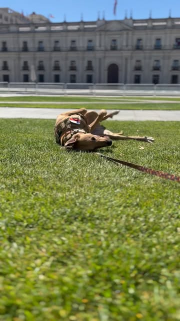 Aún no gritábamos victoria por la prohibición de las carreras de galgos en Chile así que #voctoria