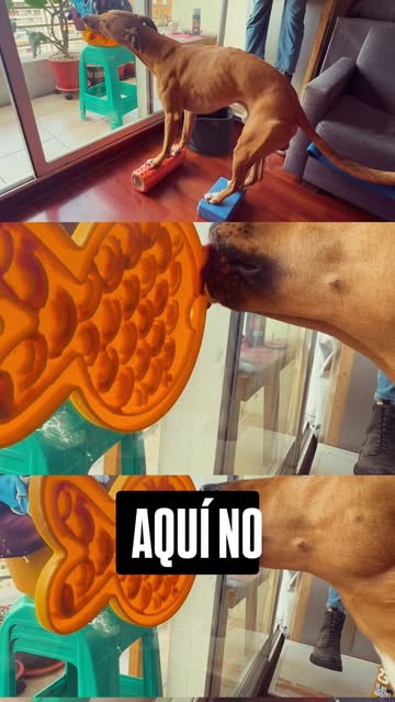 ¿Lo has hecho antes? #canicross #perrosdeportivos #k9x #🏴‍☠️